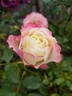Delany Sisters rose photo