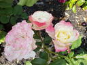 Delany Sisters rose photo
