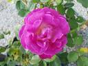Outta The Blue ™ rose photo