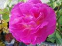 Outta The Blue ™ rose photo