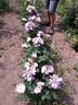 Andenken an Ronald Haase rose photo