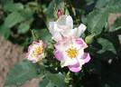 Andenken an Ronald Haase rose photo
