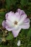 Andenken an Ronald Haase rose photo