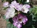 Andenken an Ronald Haase rose photo