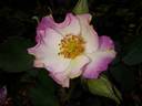 Andenken an Ronald Haase rose photo