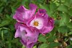 Andenken an Ronald Haase rose photo
