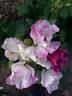 Andenken an Ronald Haase rose photo