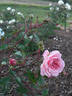 Alister Clark rose photo