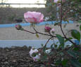 Alister Clark rose photo