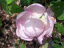 Christiane Frost rose photo