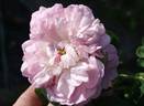 Christiane Frost rose photo