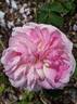Christiane Frost rose photo