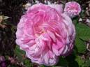 Christiane Frost rose photo