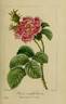 Anémone rose photo