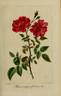 Bengale Sanguine rose photo