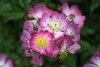 Lilac Smile rose photo