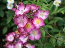 Lilac Smile rose photo