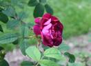 Emily Moss rose photo