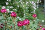Emily Moss rose photo