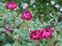 Emily Moss rose photo