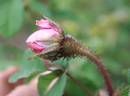 Emily Moss rose photo