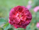 Emily Moss rose photo