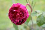 Emily Moss rose photo
