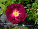 Emily Moss rose photo