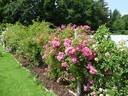 Rockin' Pink rose photo