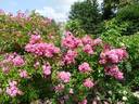 Rockin' Pink rose photo