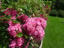 Rockin' Pink rose photo