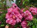 Rockin' Pink rose photo