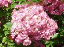 Rockin' Pink rose photo