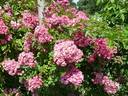 Rockin' Pink rose photo