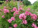 Rockin' Pink rose photo