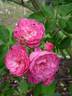 Anna la Belle rose photo