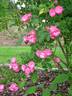 Anna la Belle rose photo