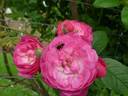 Anna la Belle rose photo