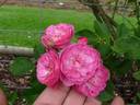 Anna la Belle rose photo