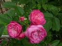 Anna la Belle rose photo