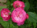 Anna la Belle rose photo