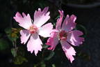 Pink Angel rose photo