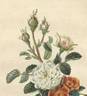 Rosa unica rose photo