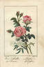 À Feuilles de Chanvre rose photo