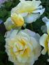 Creamy Treasure rose photo