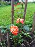 Evening Sun rose photo