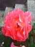 Evening Sun rose photo