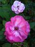 Flappy rose photo