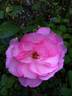 Flappy rose photo