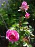 Indeed rose photo